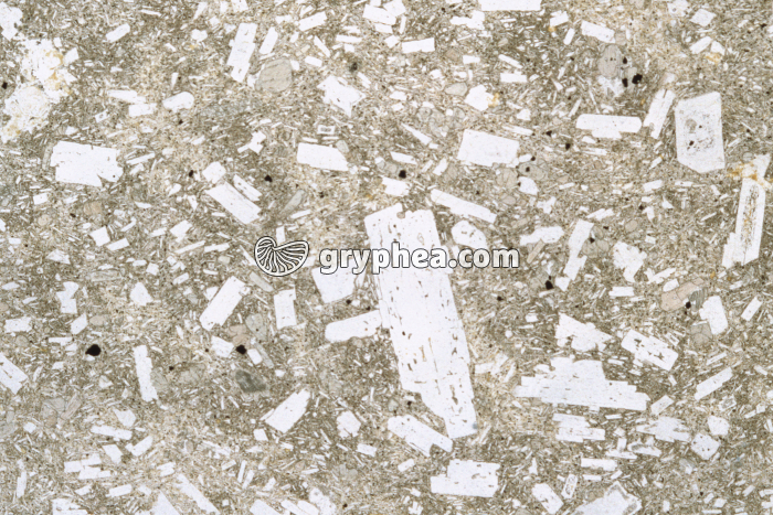 Trachyte LPNA x3,5 - gryphea.com